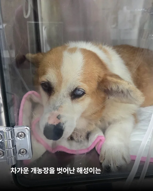 해성이의 임시보호 가족을 찾습니다 현장 사진