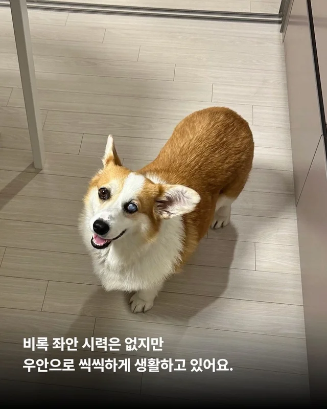 해성이의 임시보호 가족을 찾습니다 현장 사진