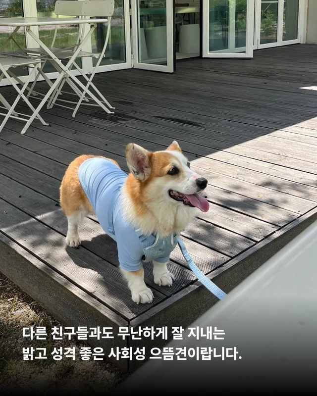 해성이의 임시보호 가족을 찾습니다 현장 사진