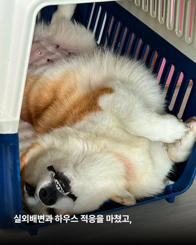 해성이의 임시보호 가족을 찾습니다 현장 사진