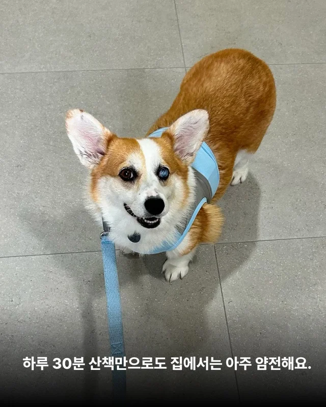 해성이의 임시보호 가족을 찾습니다 현장 사진