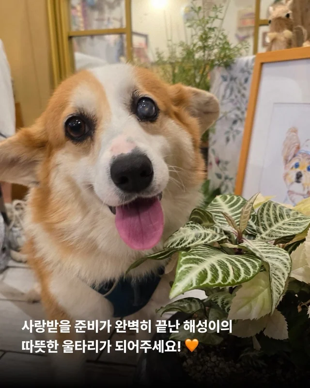 해성이의 임시보호 가족을 찾습니다 현장 사진