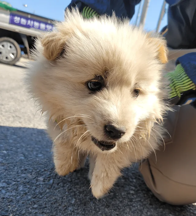 정읍다리절단견 현장 사진