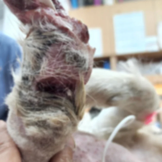 정읍다리절단견 현장 사진