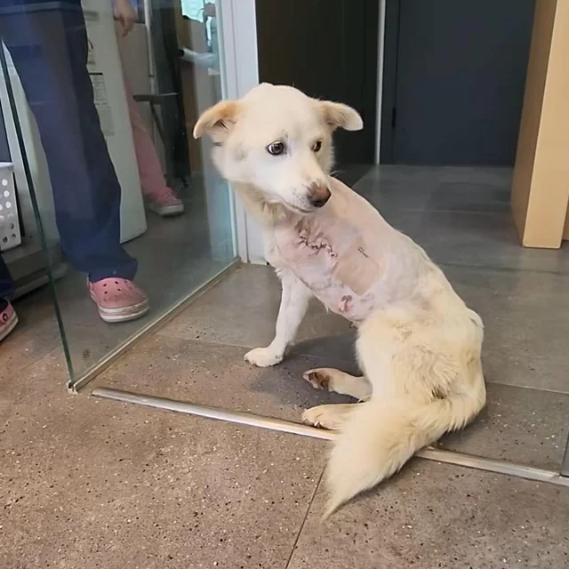 정읍다리절단견 현장 사진