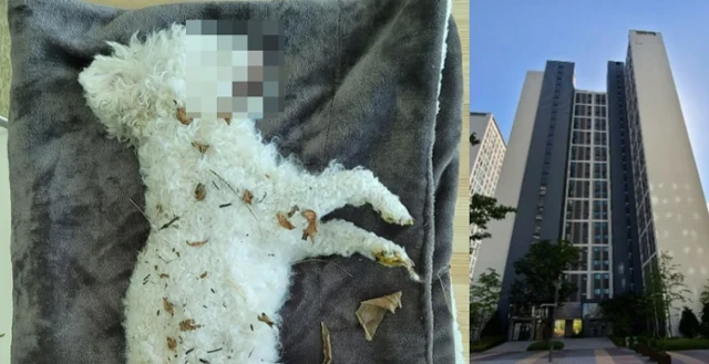 '누가 던졌나?' 고층 아파트에서 추락한 개.. 보도 사진