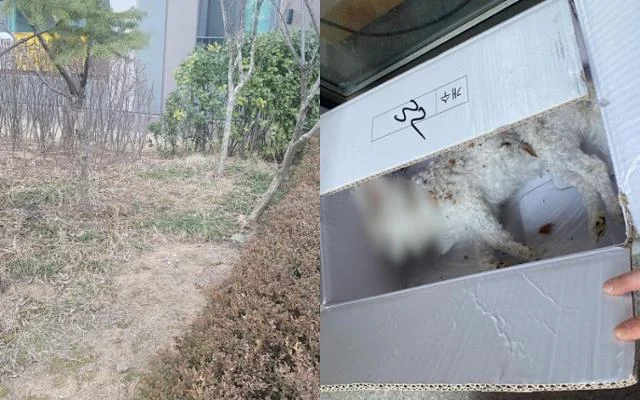 '누가 던졌나?' 고층 아파트에서 추락한 개.. 보도 사진