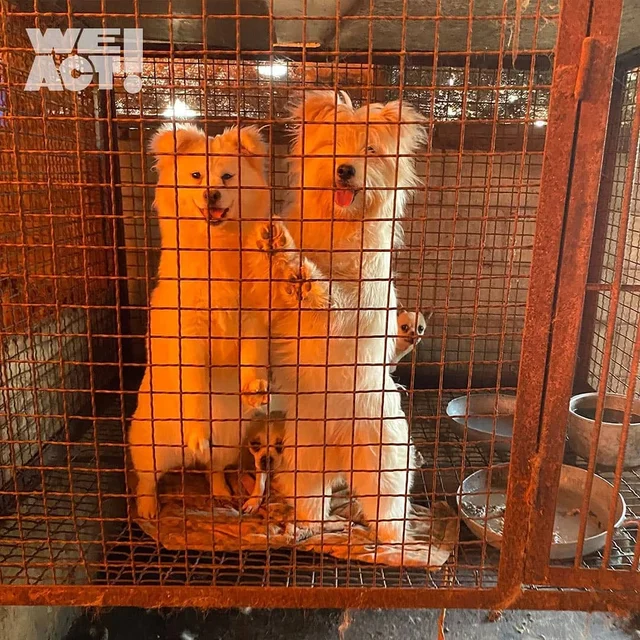 김포개농장 현장 사진
