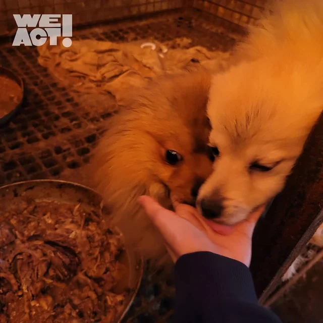 김포개농장 현장 사진