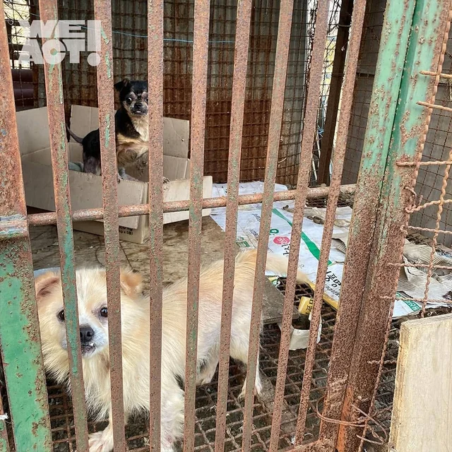 김포개농장 현장 사진