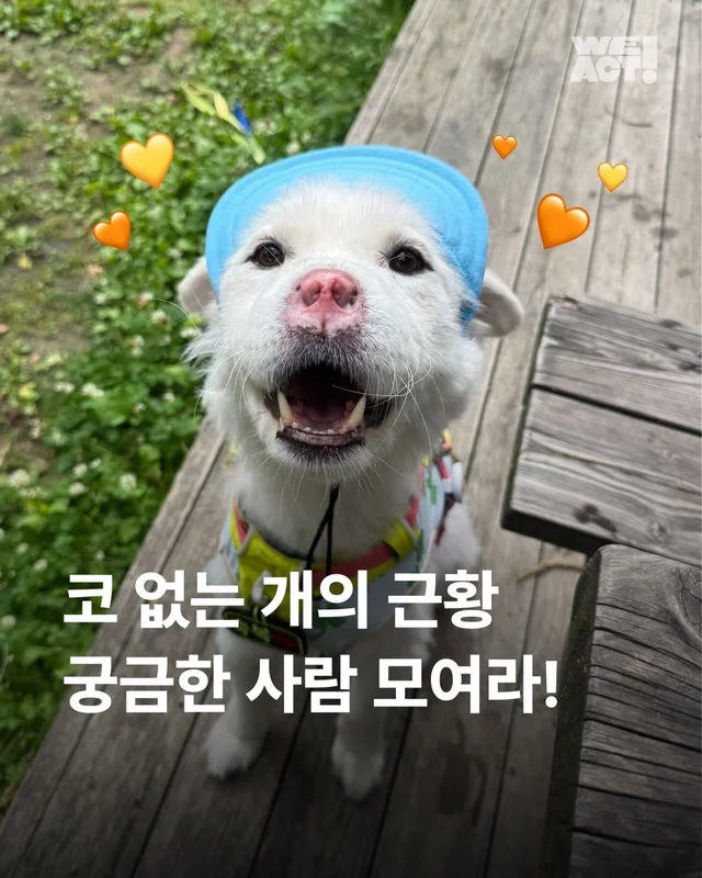 코 없는 개의 근황, 궁금한 사람 모여라! 현장 사진