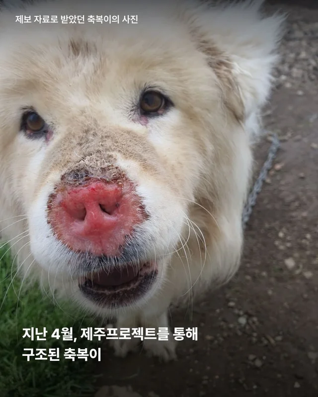 코 없는 개의 근황, 궁금한 사람 모여라! 현장 사진