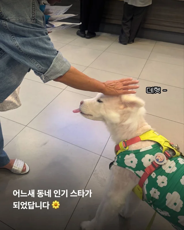 코 없는 개의 근황, 궁금한 사람 모여라! 현장 사진