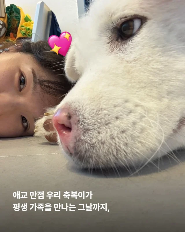 코 없는 개의 근황, 궁금한 사람 모여라! 현장 사진