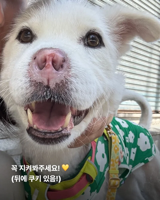 코 없는 개의 근황, 궁금한 사람 모여라! 현장 사진