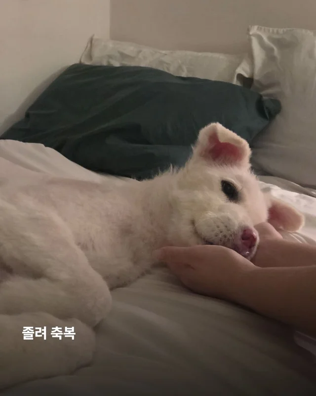 코 없는 개의 근황, 궁금한 사람 모여라! 현장 사진