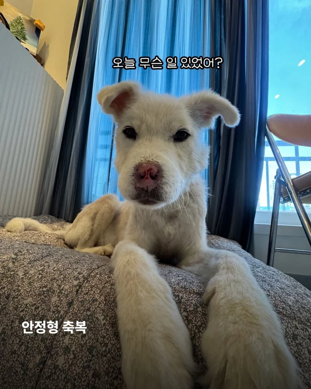 코 없는 개의 근황, 궁금한 사람 모여라! 현장 사진