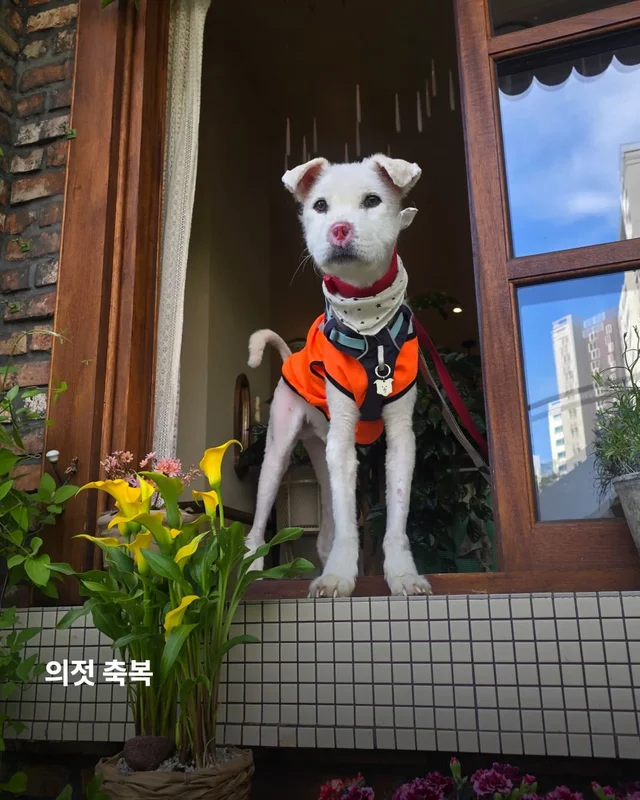 코 없는 개의 근황, 궁금한 사람 모여라! 현장 사진