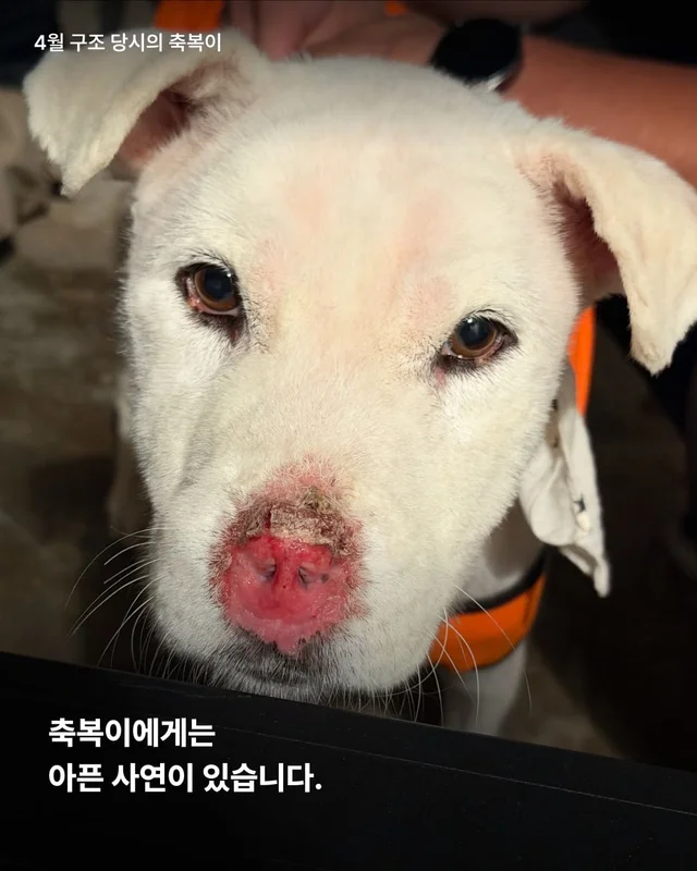 코 없는 개의 근황, 궁금한 사람 모여라! 현장 사진