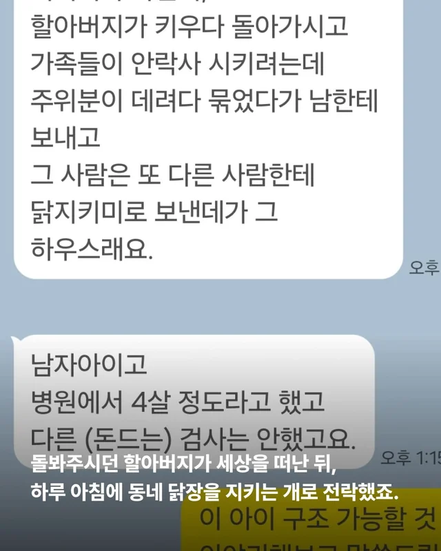 코 없는 개의 근황, 궁금한 사람 모여라! 현장 사진