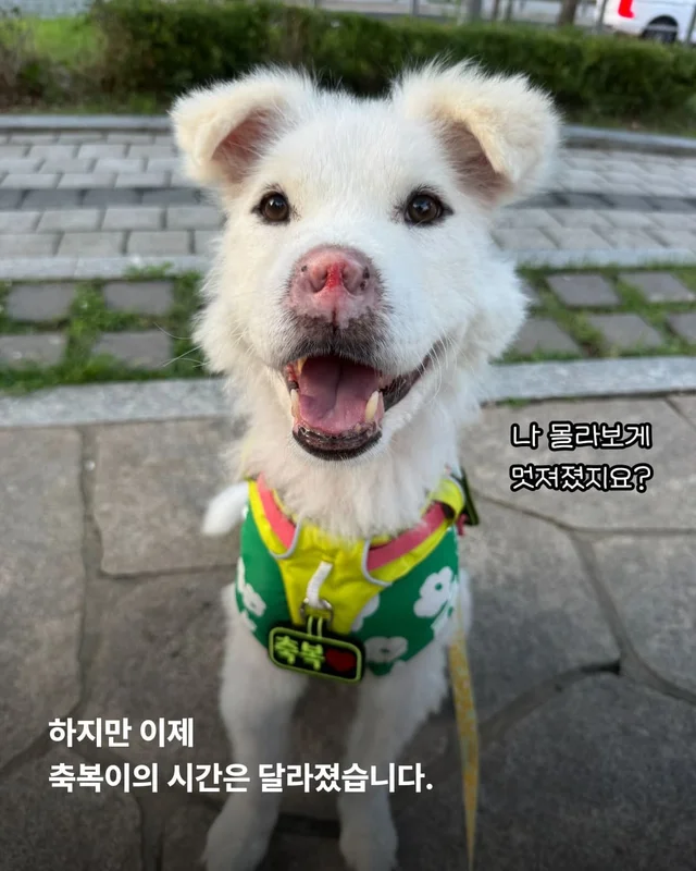 코 없는 개의 근황, 궁금한 사람 모여라! 현장 사진