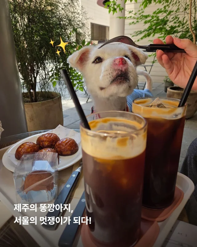 코 없는 개의 근황, 궁금한 사람 모여라! 현장 사진