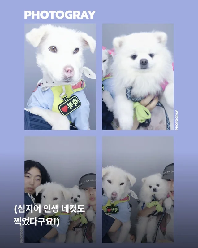 코 없는 개의 근황, 궁금한 사람 모여라! 현장 사진