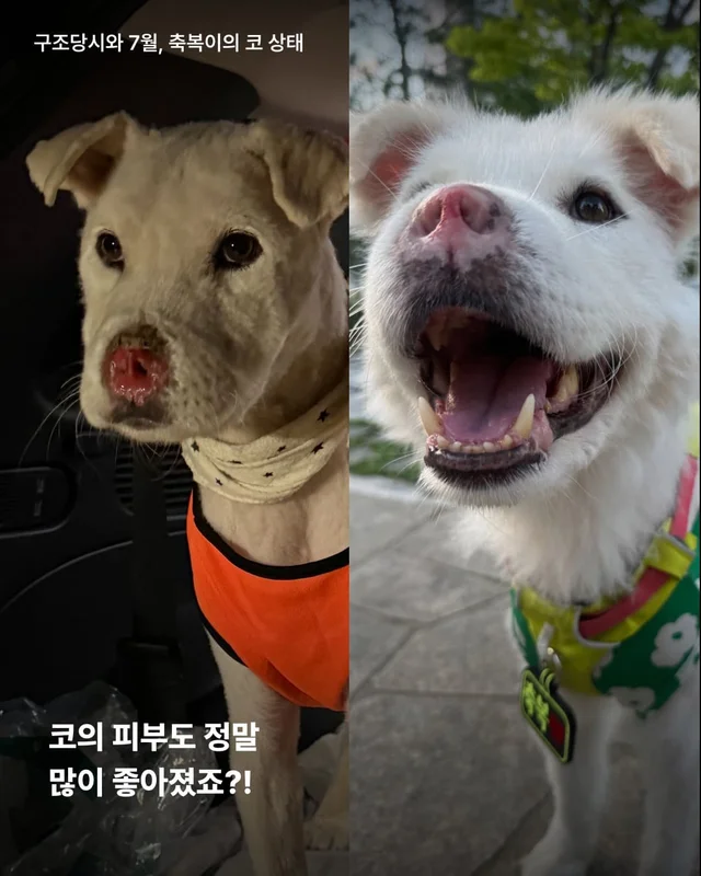 코 없는 개의 근황, 궁금한 사람 모여라! 현장 사진