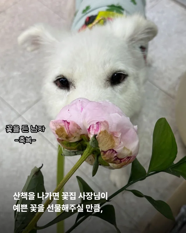 코 없는 개의 근황, 궁금한 사람 모여라! 현장 사진