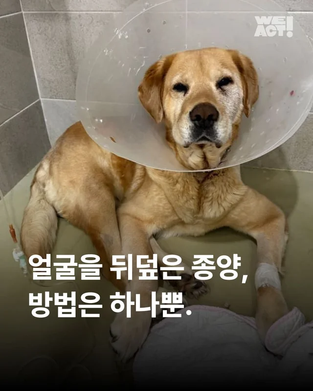 얼굴을 덮은 종양, 방법은 하나 뿐 현장 사진