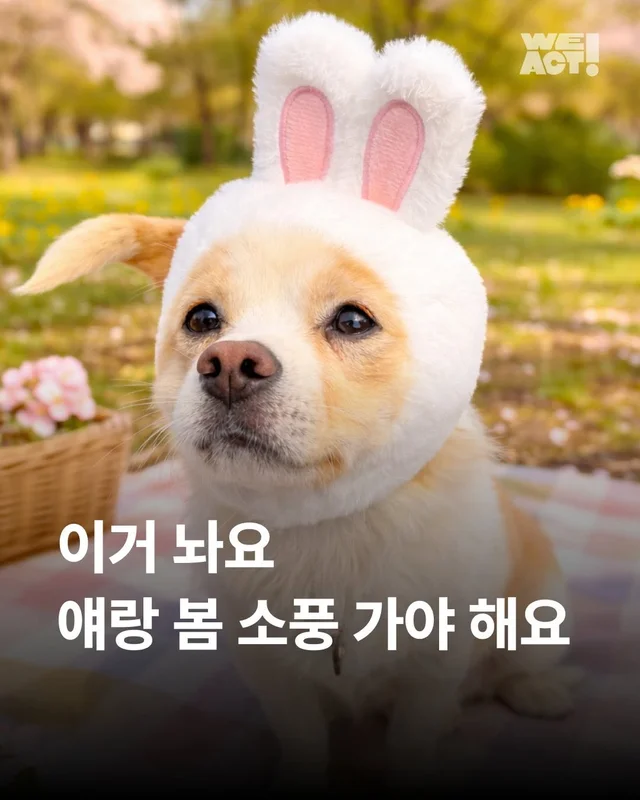 이거 놔요 나 얘랑 봄 소풍 가야 해요 현장 사진