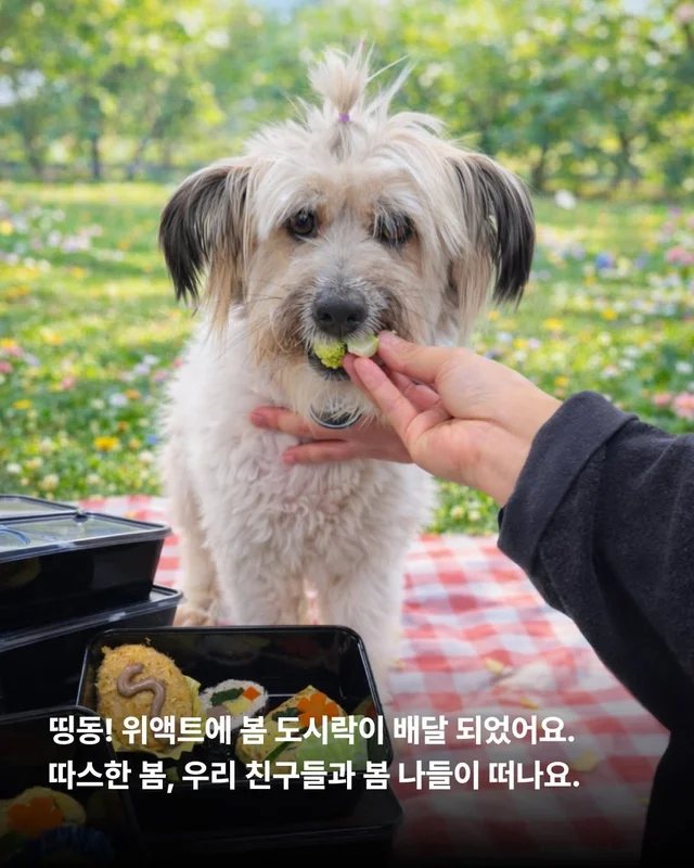 이거 놔요 나 얘랑 봄 소풍 가야 해요 현장 사진