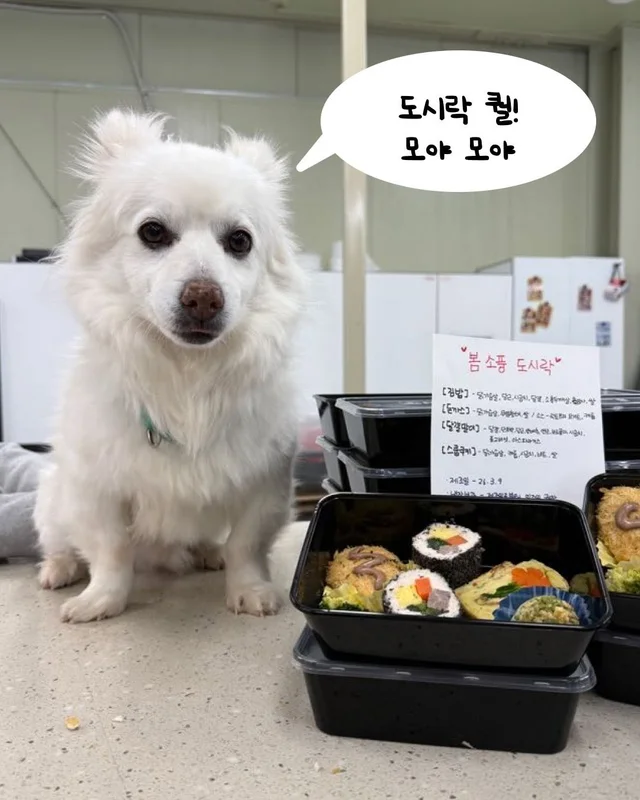 이거 놔요 나 얘랑 봄 소풍 가야 해요 현장 사진