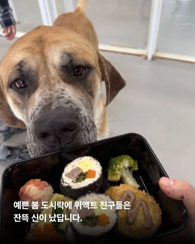 이거 놔요 나 얘랑 봄 소풍 가야 해요 현장 사진