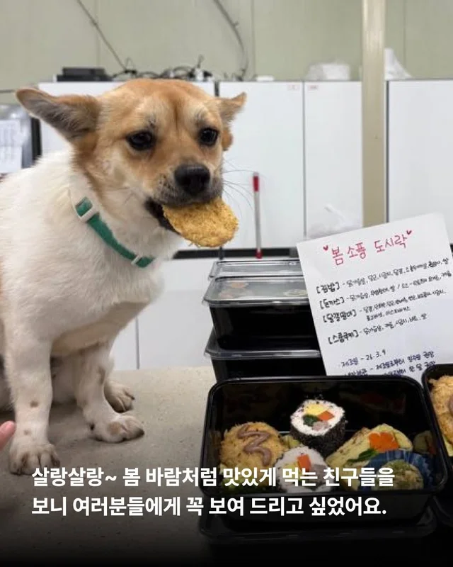 이거 놔요 나 얘랑 봄 소풍 가야 해요 현장 사진