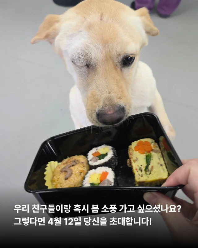 이거 놔요 나 얘랑 봄 소풍 가야 해요 현장 사진