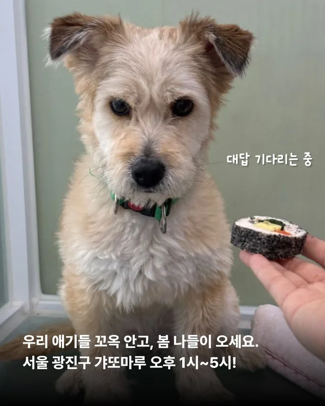 이거 놔요 나 얘랑 봄 소풍 가야 해요 현장 사진