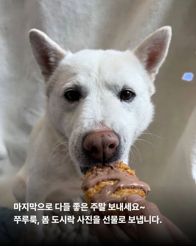 이거 놔요 나 얘랑 봄 소풍 가야 해요 현장 사진