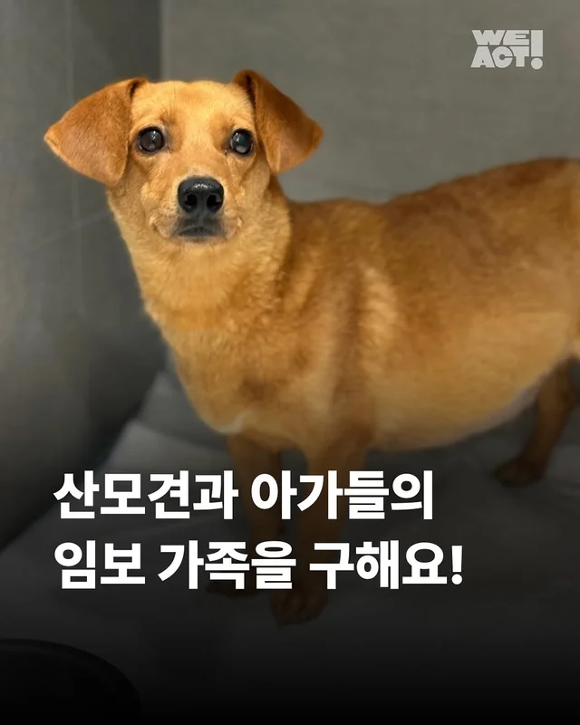 화성시보호소 현장 사진