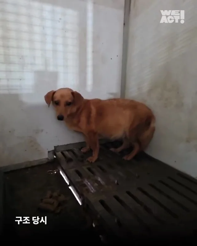 화성시보호소 현장 사진