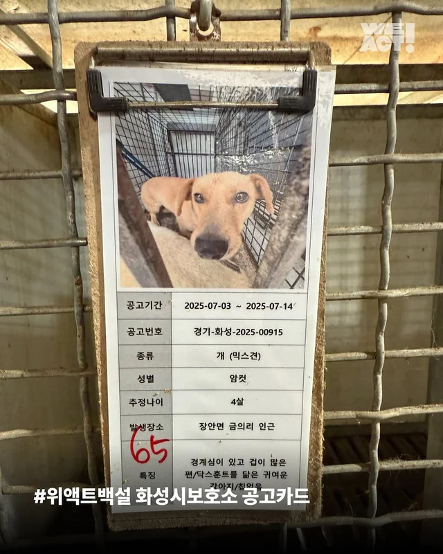 화성시보호소 현장 사진