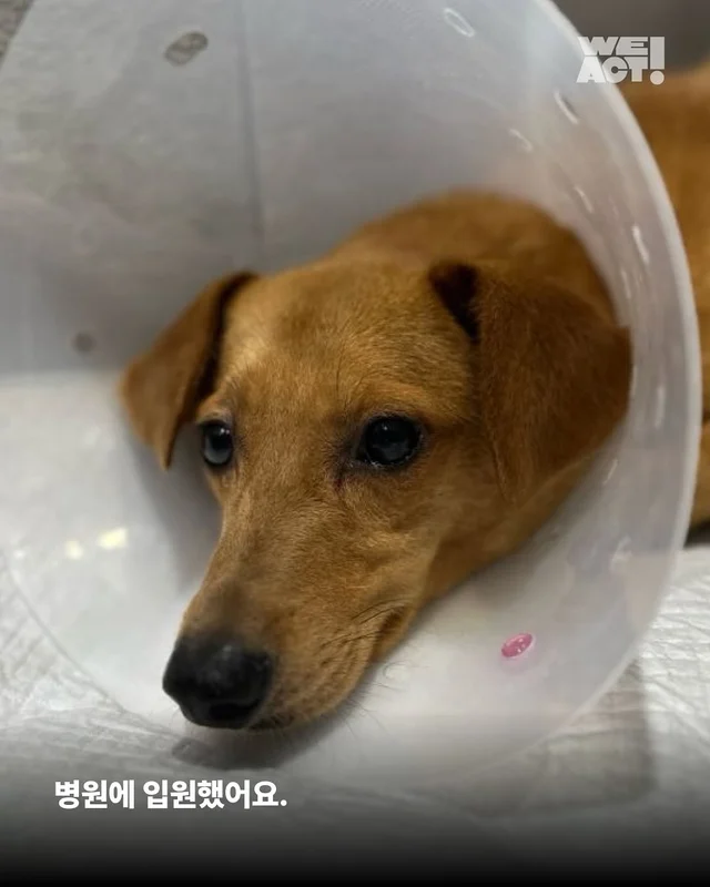 화성시보호소 현장 사진