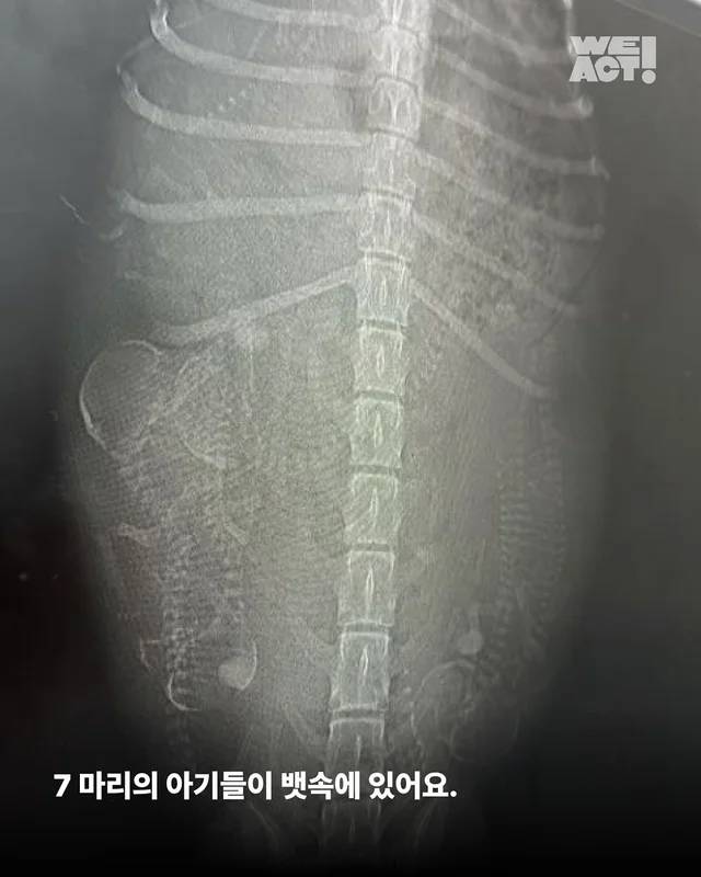 화성시보호소 현장 사진