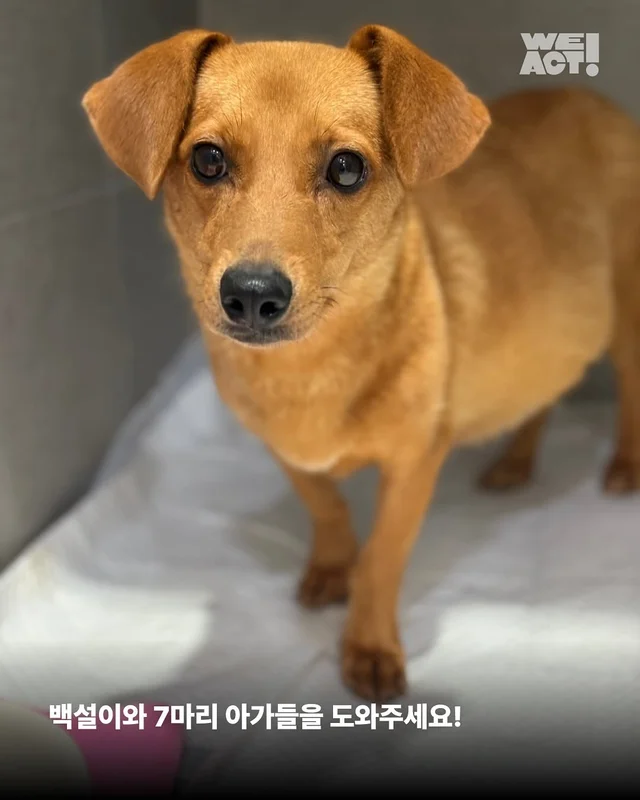 화성시보호소 현장 사진