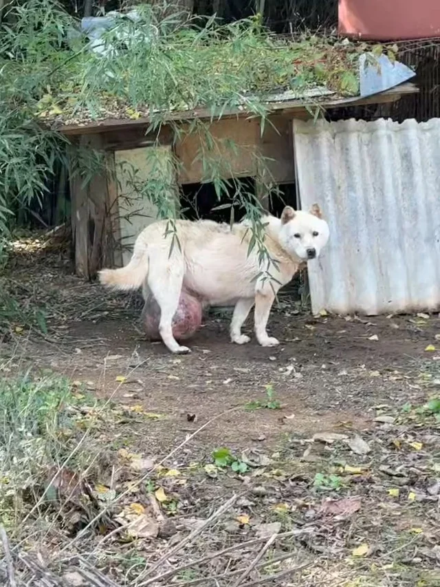 광주방치학대 현장 사진