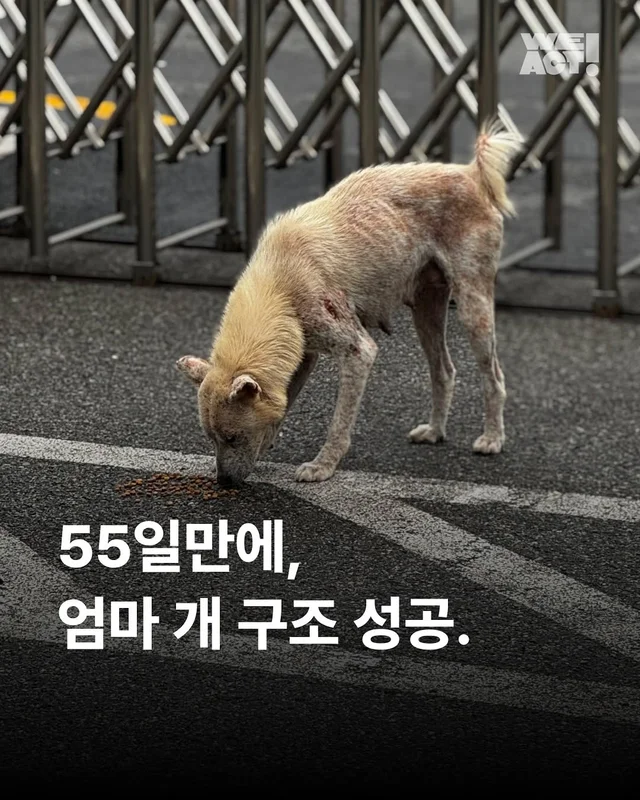 화성유기방치학대 현장 사진