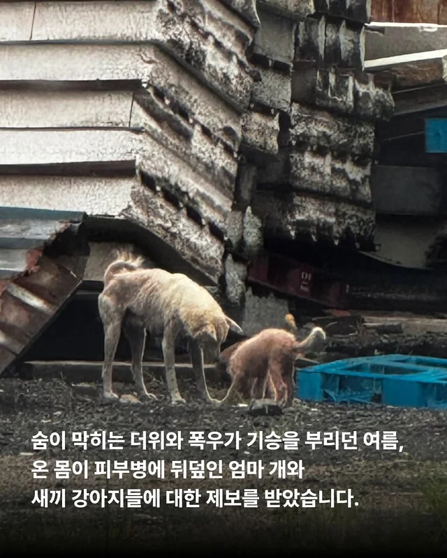 화성유기방치학대 현장 사진