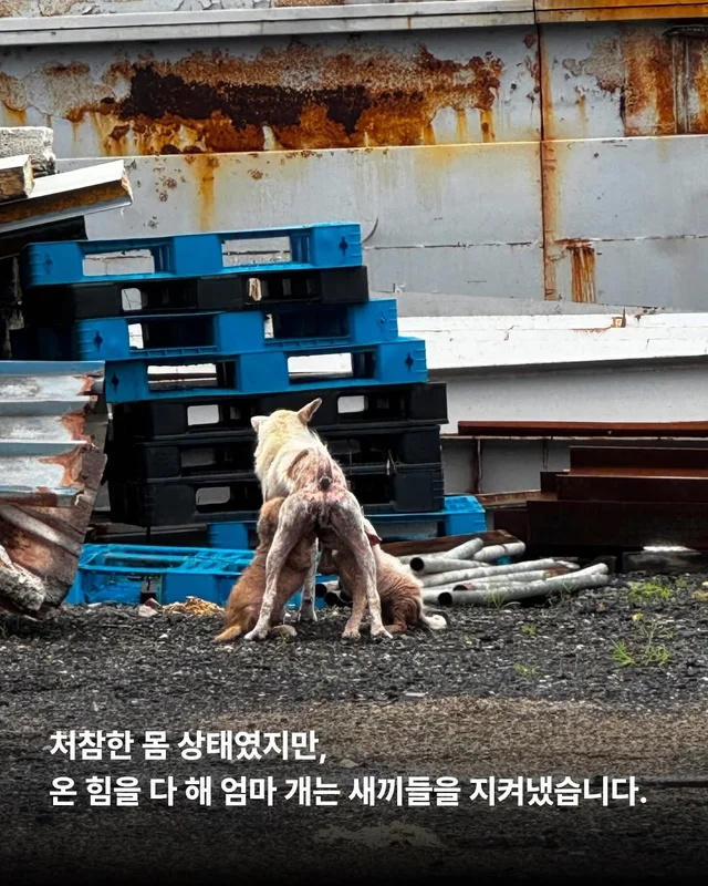 화성유기방치학대 현장 사진