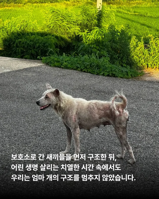 화성유기방치학대 현장 사진