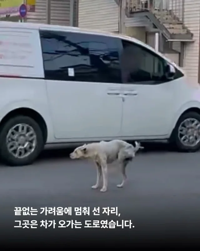 화성유기방치학대 현장 사진